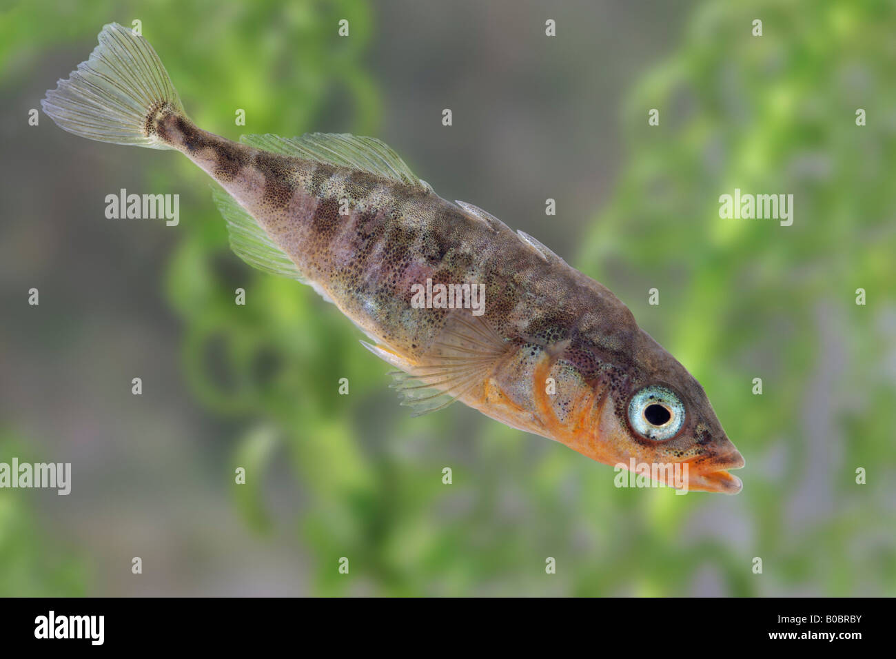 3-spined stickleback Gasterosteus aculeatus Foto Stock
