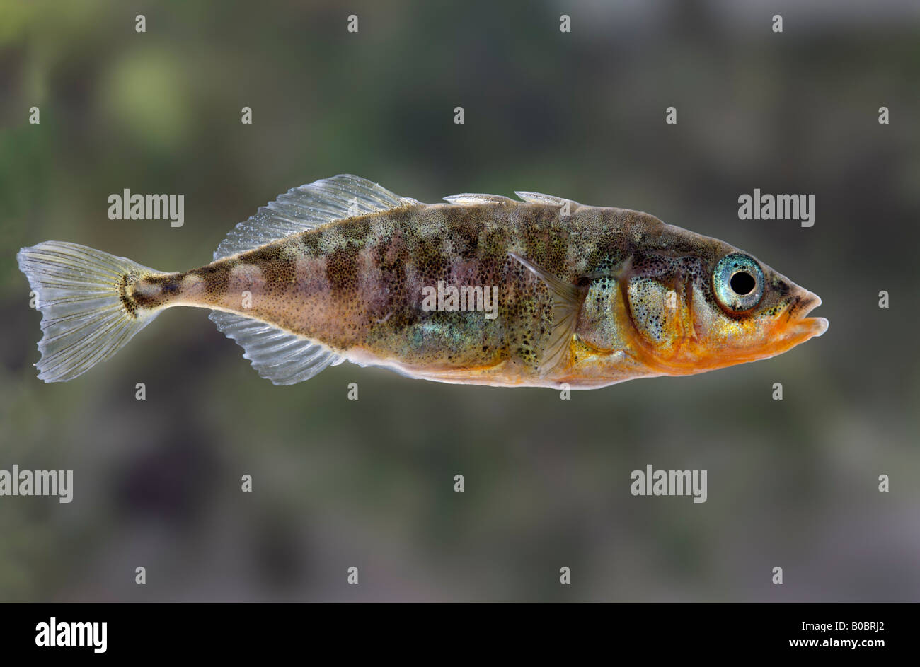 3-spined stickleback Gasterosteus aculeatus Foto Stock