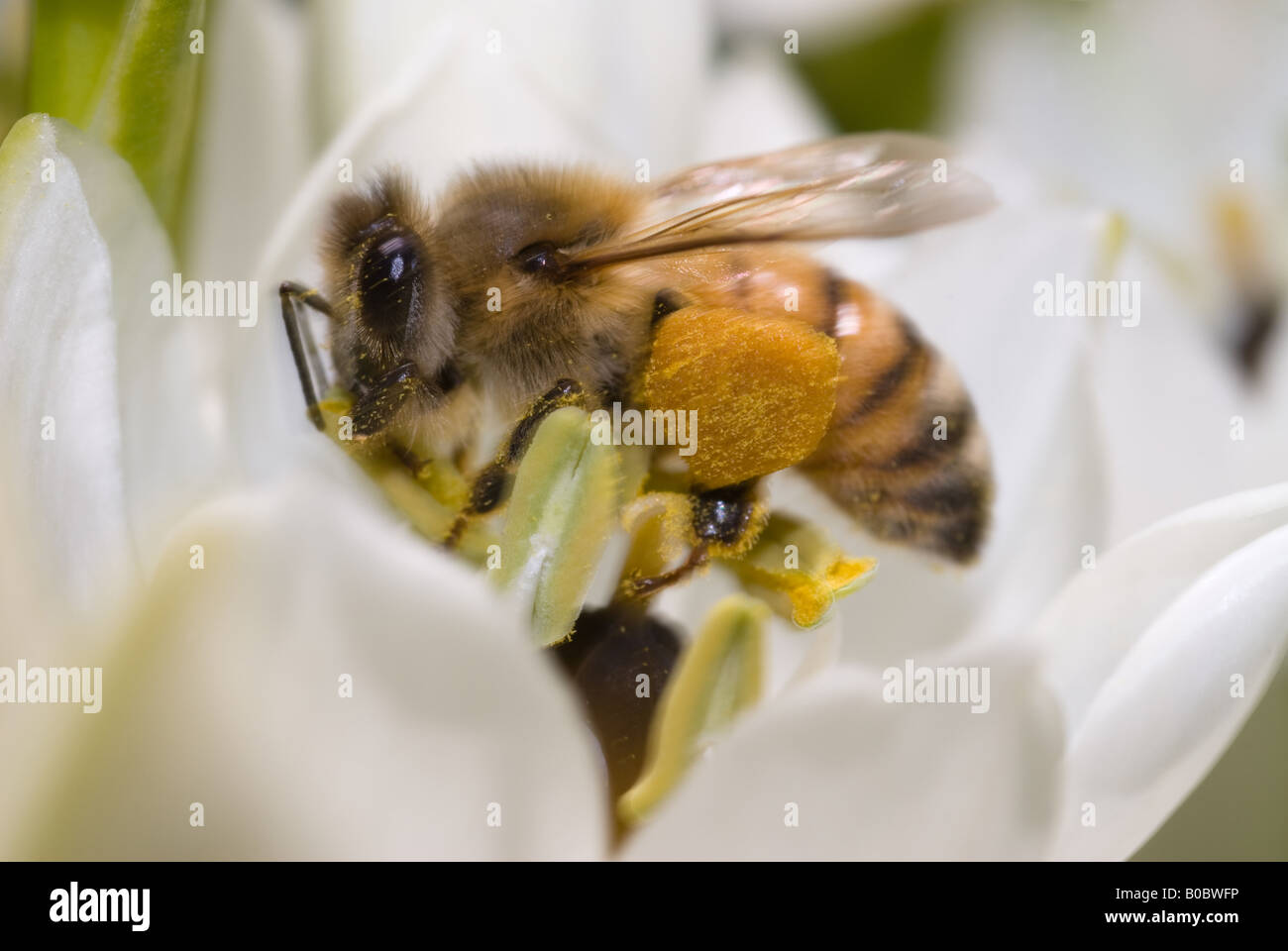 Un miele delle api su un fiore bianco durante una soleggiata giornata di primavera Foto Stock