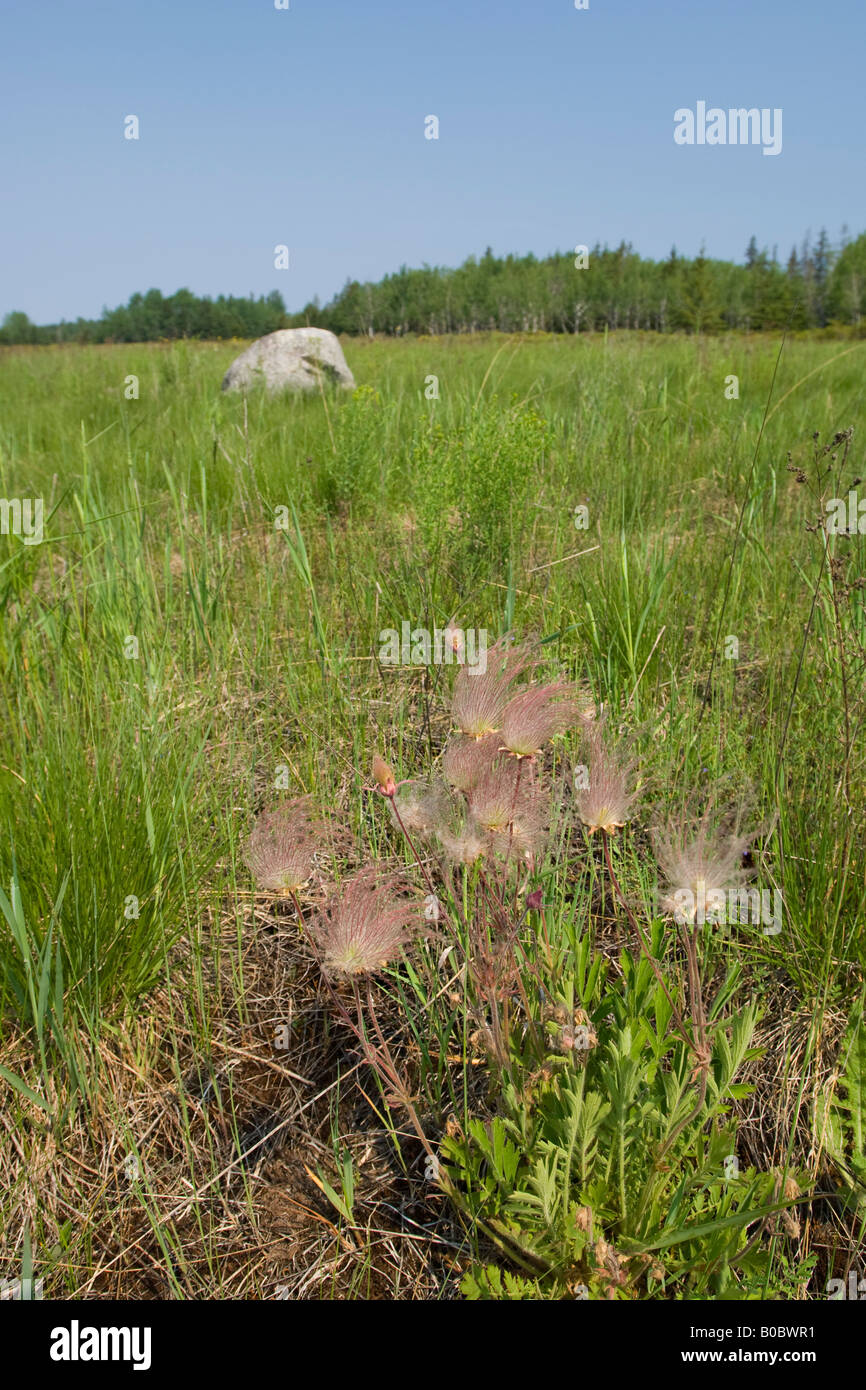 La prateria fiori selvaggi fumo triflorum Geum fiorisce su Drummond Island in Michigan s Penisola Superiore Foto Stock