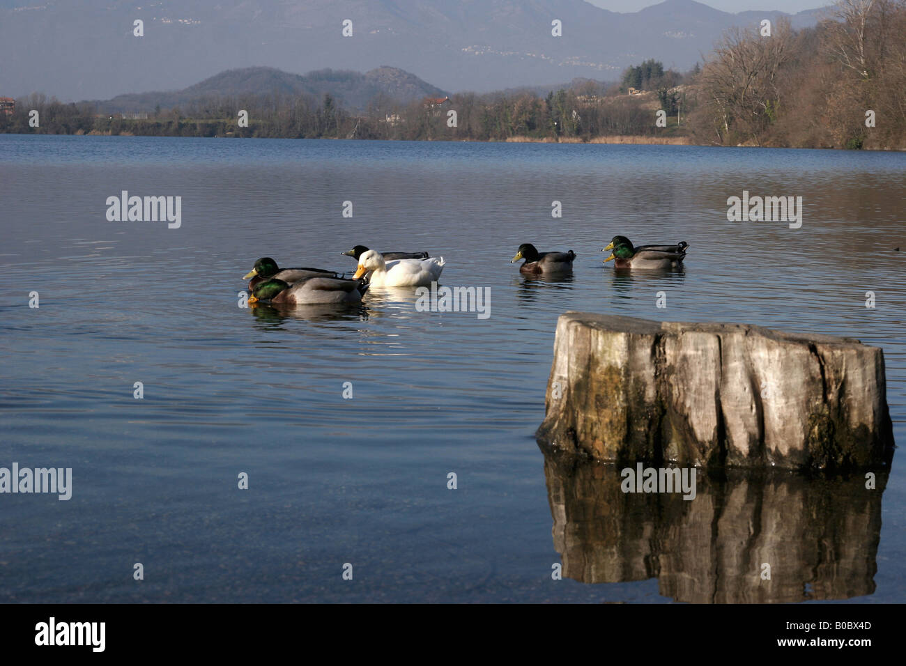 Lago piccolo di Avigliana, Torino, Italia. Foto Stock