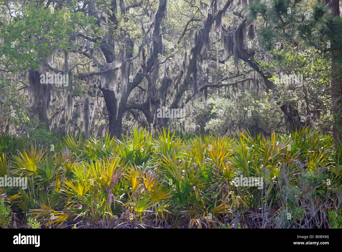 Foresta costiera con Palmetto, Jekyll Island, Georgia Foto Stock