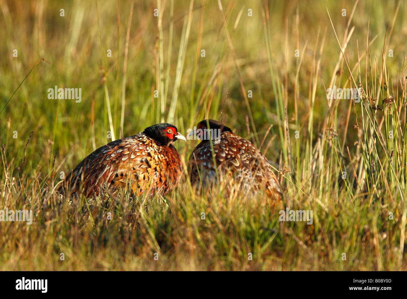 Fagiano comune Phasianus colchicus due uccelli maschio tra le erbe Foto Stock