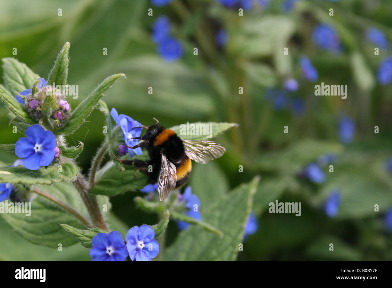 Bombus Apidae - BumbleBee Pollinici Foto Stock