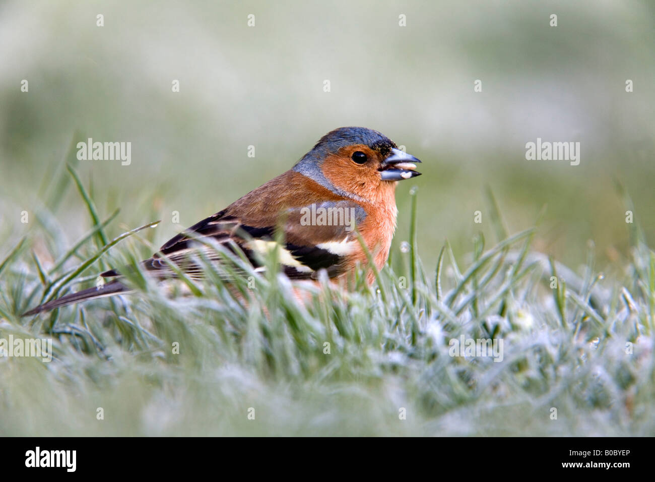 Fringuello Fringilla coelebs maschio su un gelido prato Cornovaglia Foto Stock