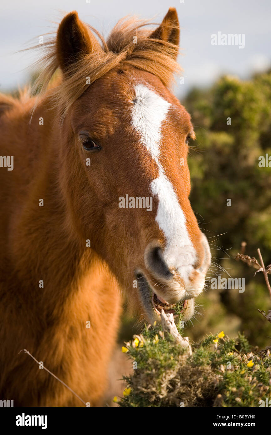 Un pony mangiare ginestre nella nuova foresta Hampshire REGNO UNITO Foto Stock