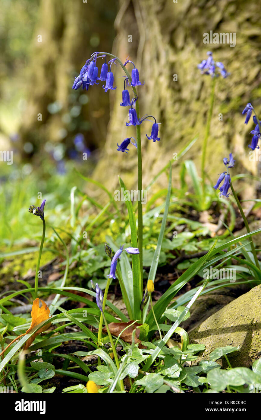 English bluebell nel bosco. Foto Stock