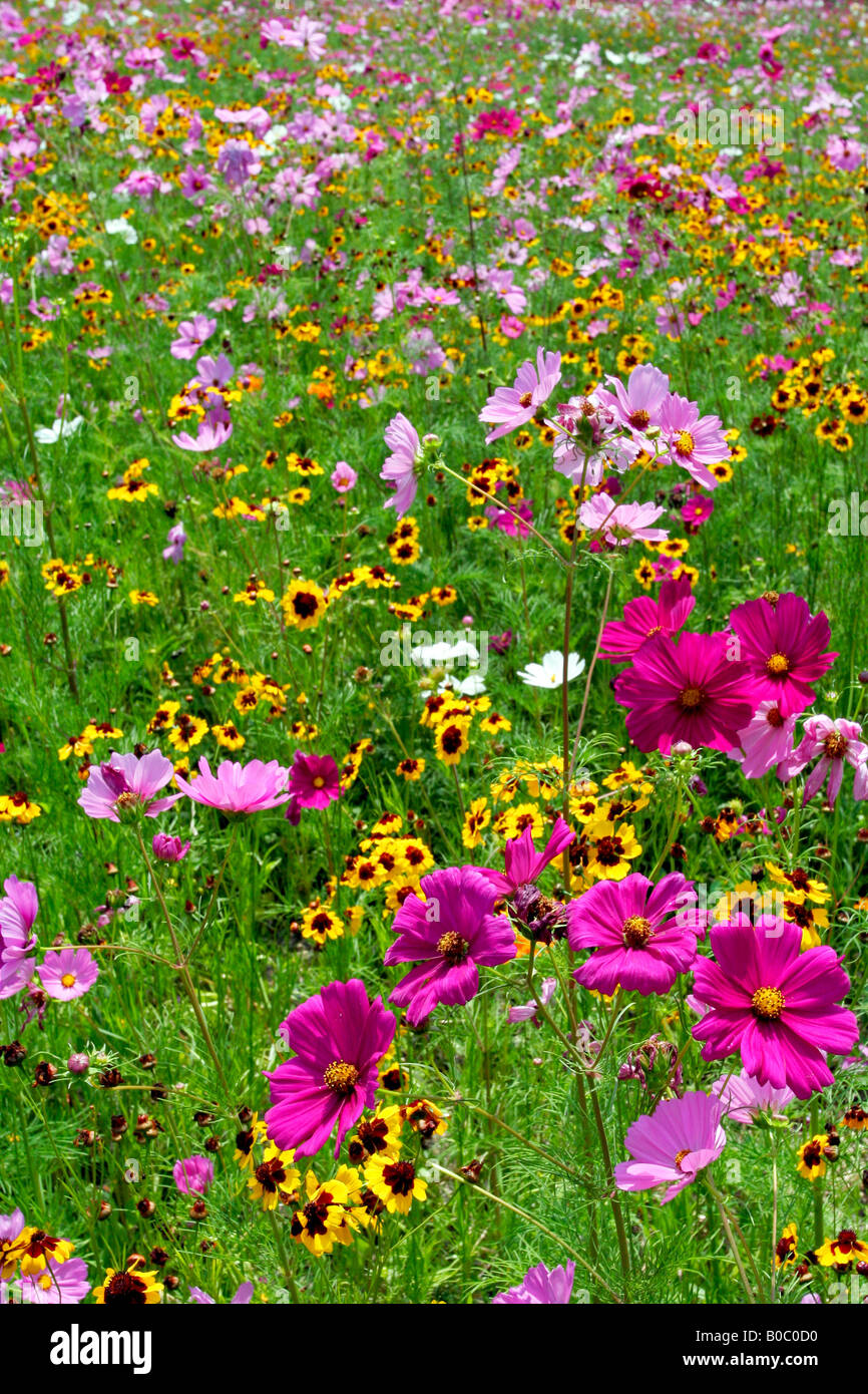 Campo di fiori selvaggi Foto Stock
