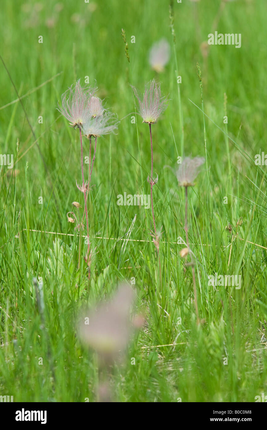 La prateria fiori selvaggi fumo triflorum Geum fiorisce su Drummond Island in Michigan s Penisola Superiore Foto Stock