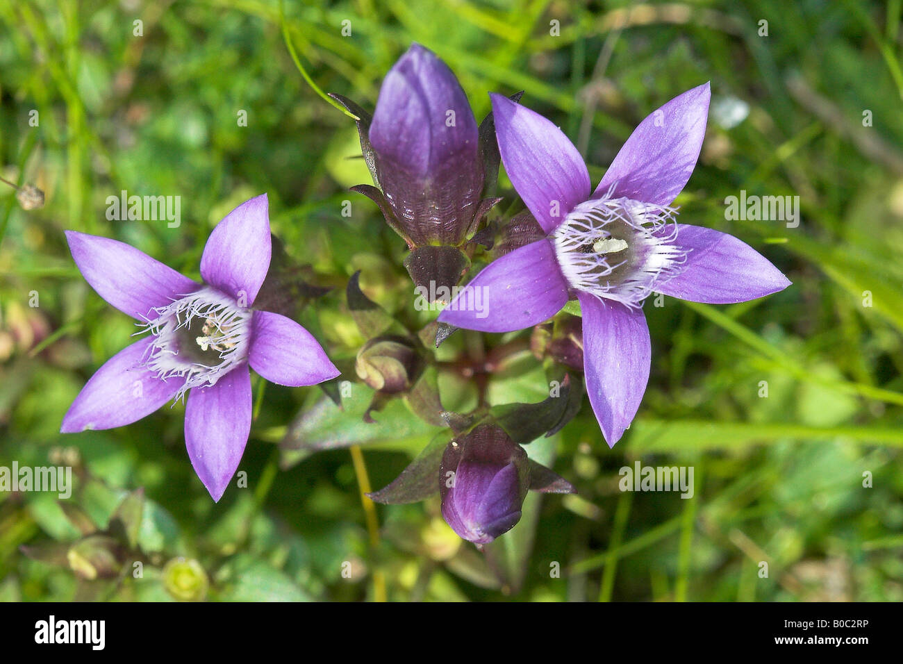 Raro Chiltern Genziana vista superiore Foto Stock