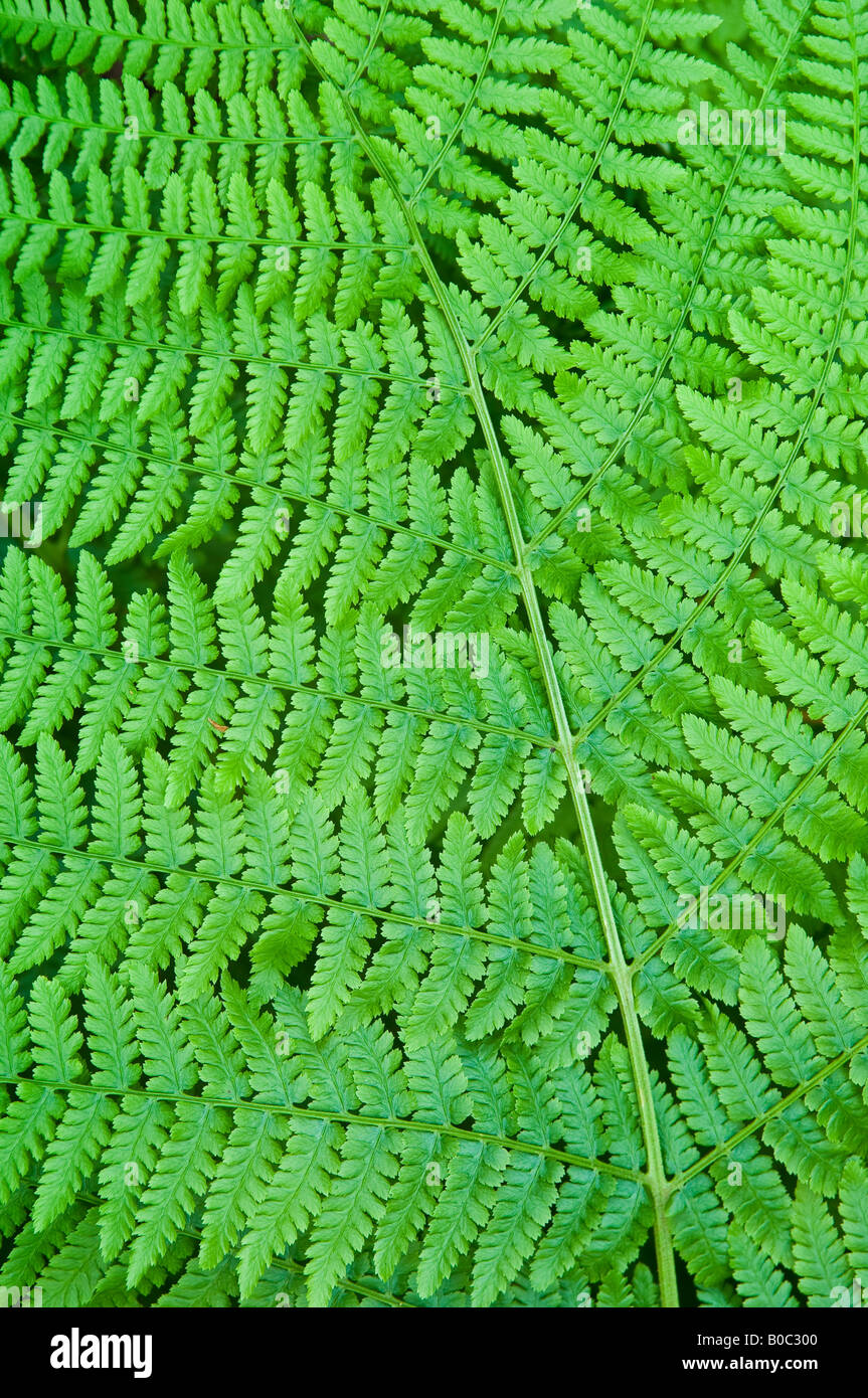 Legno foglie di felce Dryopteris expansa Foto Stock