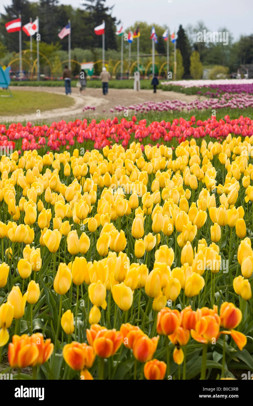 Campi di Tulipani di Mt. Vernon, Skagit County, WA Foto Stock