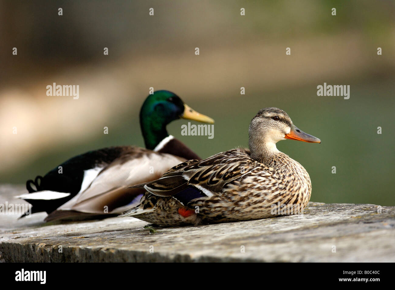 Appoggio Coppia di Germani Reali, Anatre selvatiche, Anas platyrhynchos Foto Stock