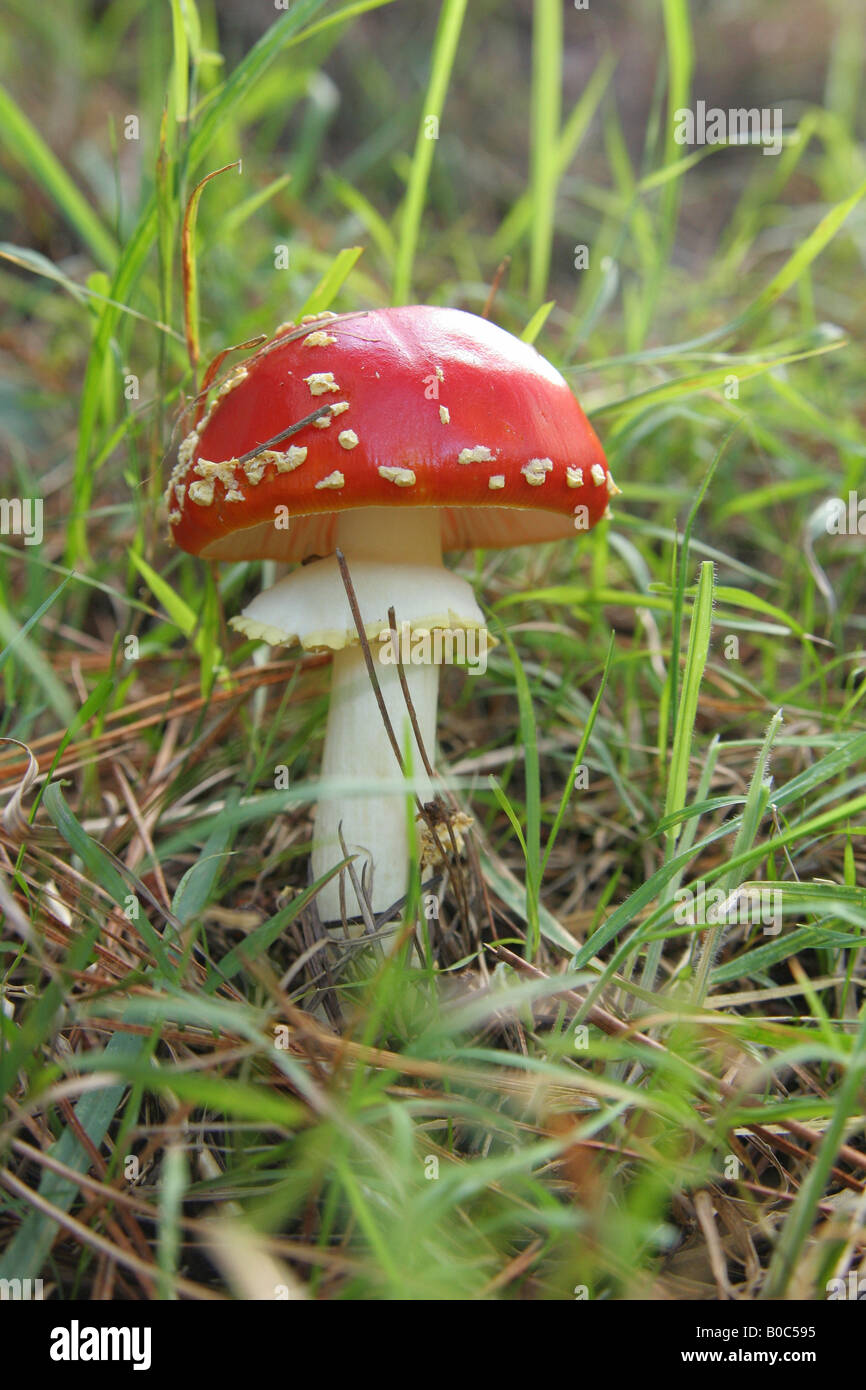 Red & White toad sgabello sul piano erboso nella foresta di pini. Foto Stock