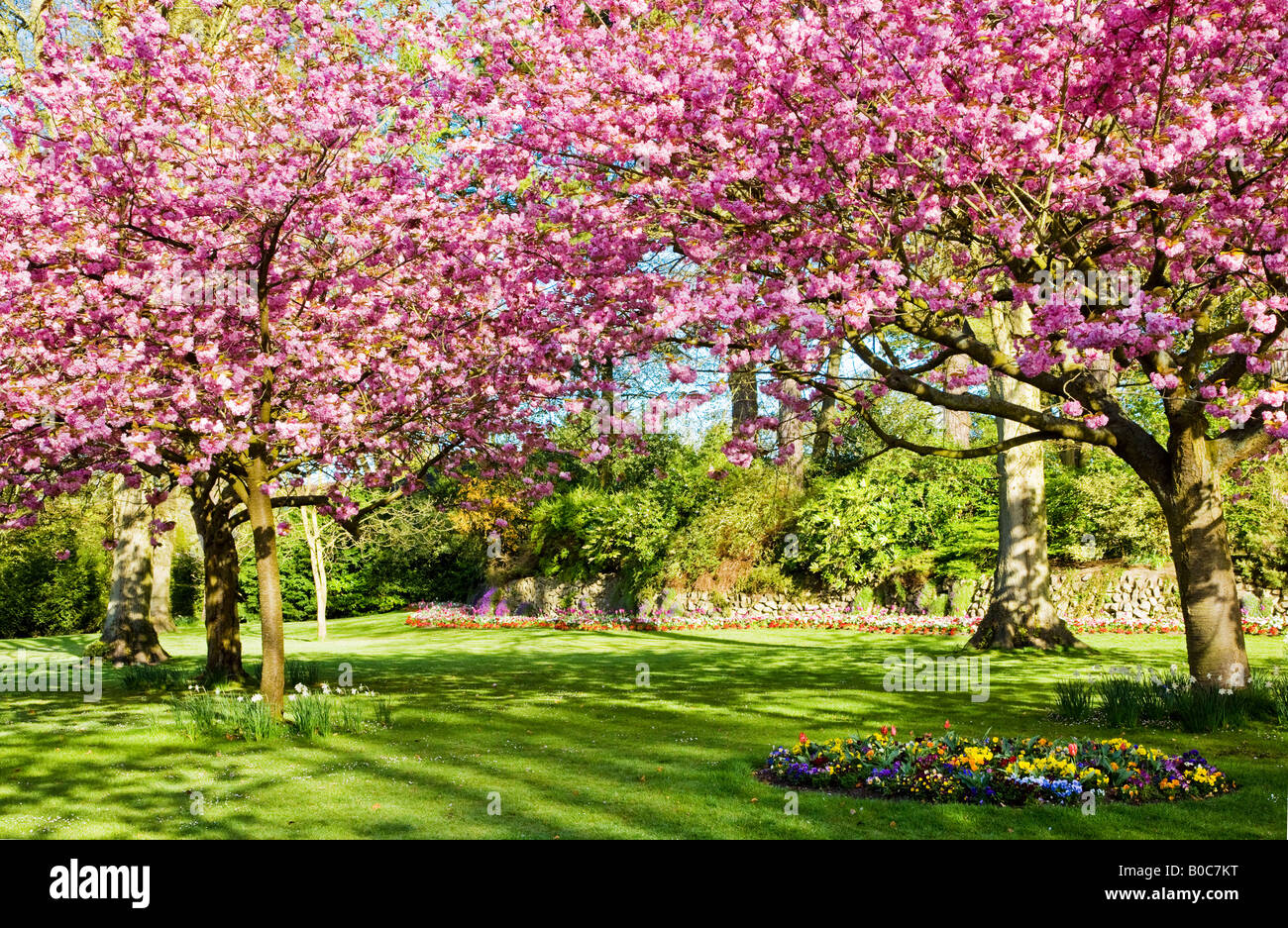 Fiore di primavera letti e la fioritura dei ciliegi nel comune di giardini, Swindon, Wiltshire, Inghilterra, Regno Unito Foto Stock