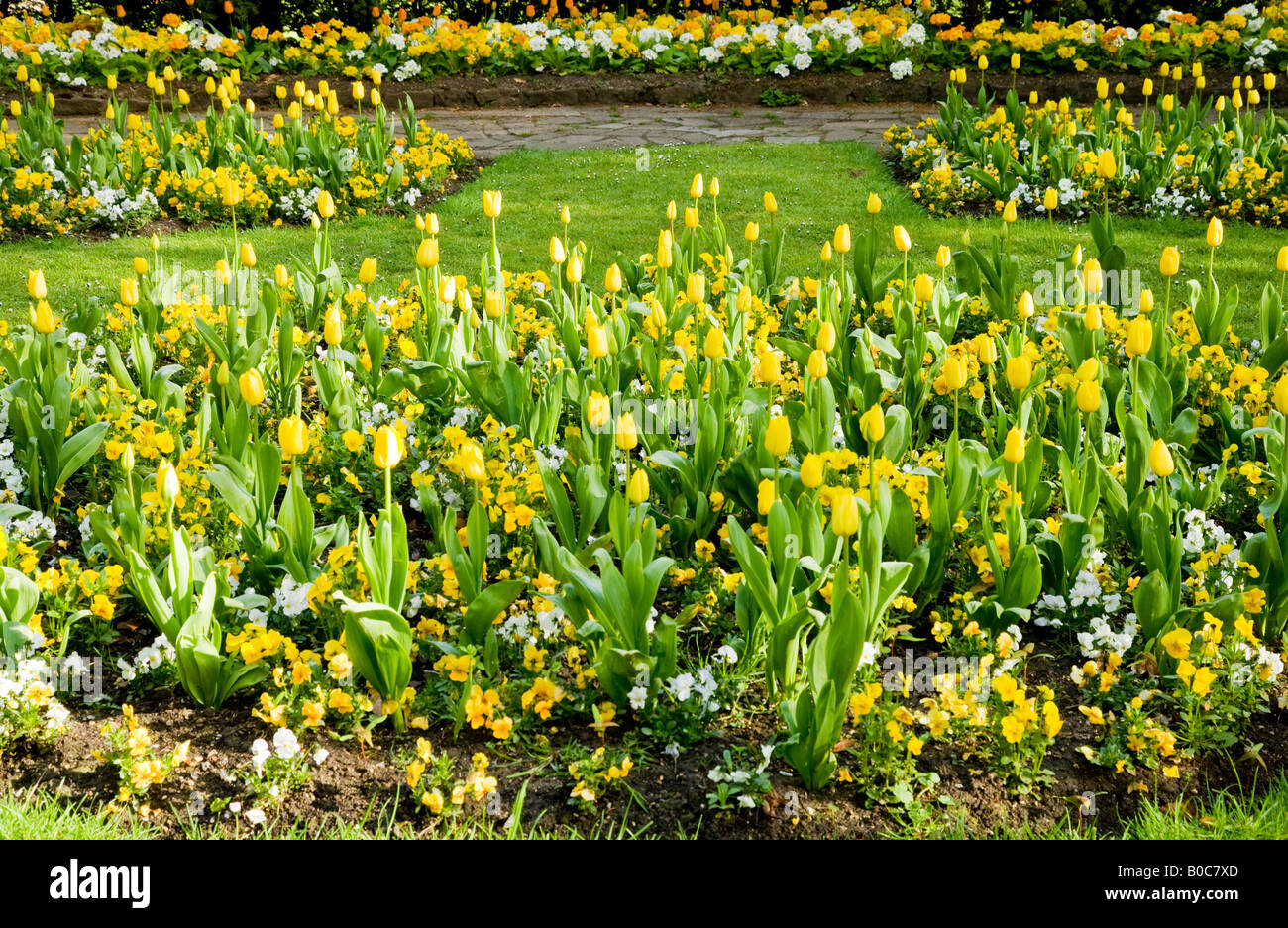 Molla di formale aiuole di fiori di tulipani gialli e pansies nella città dei giardini, Swindon, Wiltshire, Inghilterra, Regno Unito Foto Stock