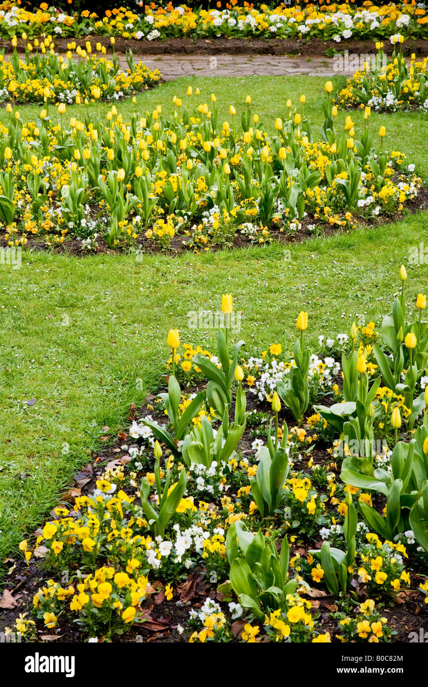 Molla di formale aiuole di fiori di tulipani gialli e pansies nella città dei giardini, Swindon, Wiltshire, Inghilterra, Regno Unito Foto Stock