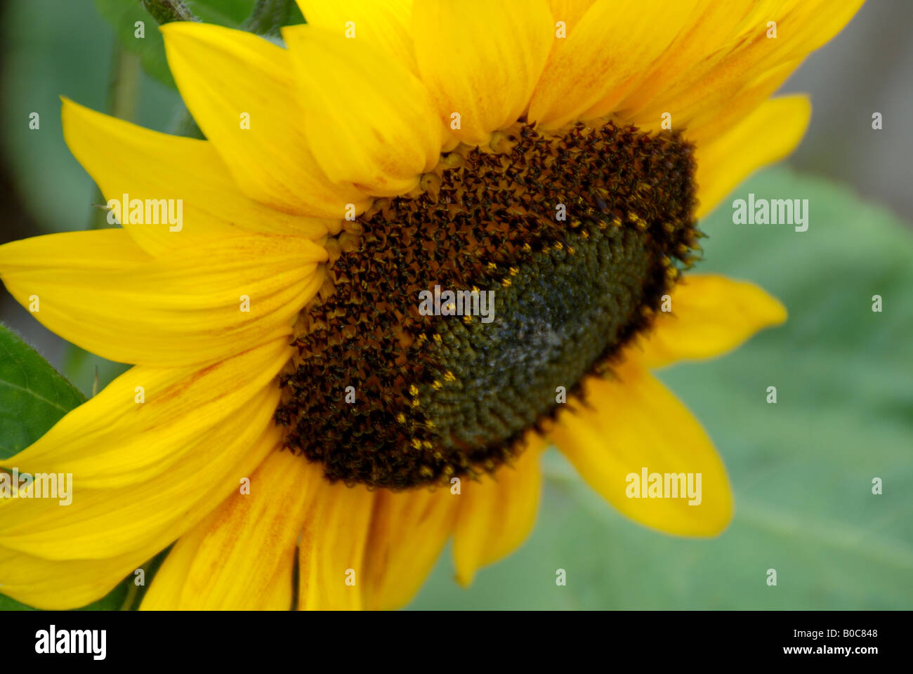 Girasole,eliotropio,helianthus, Foto Stock