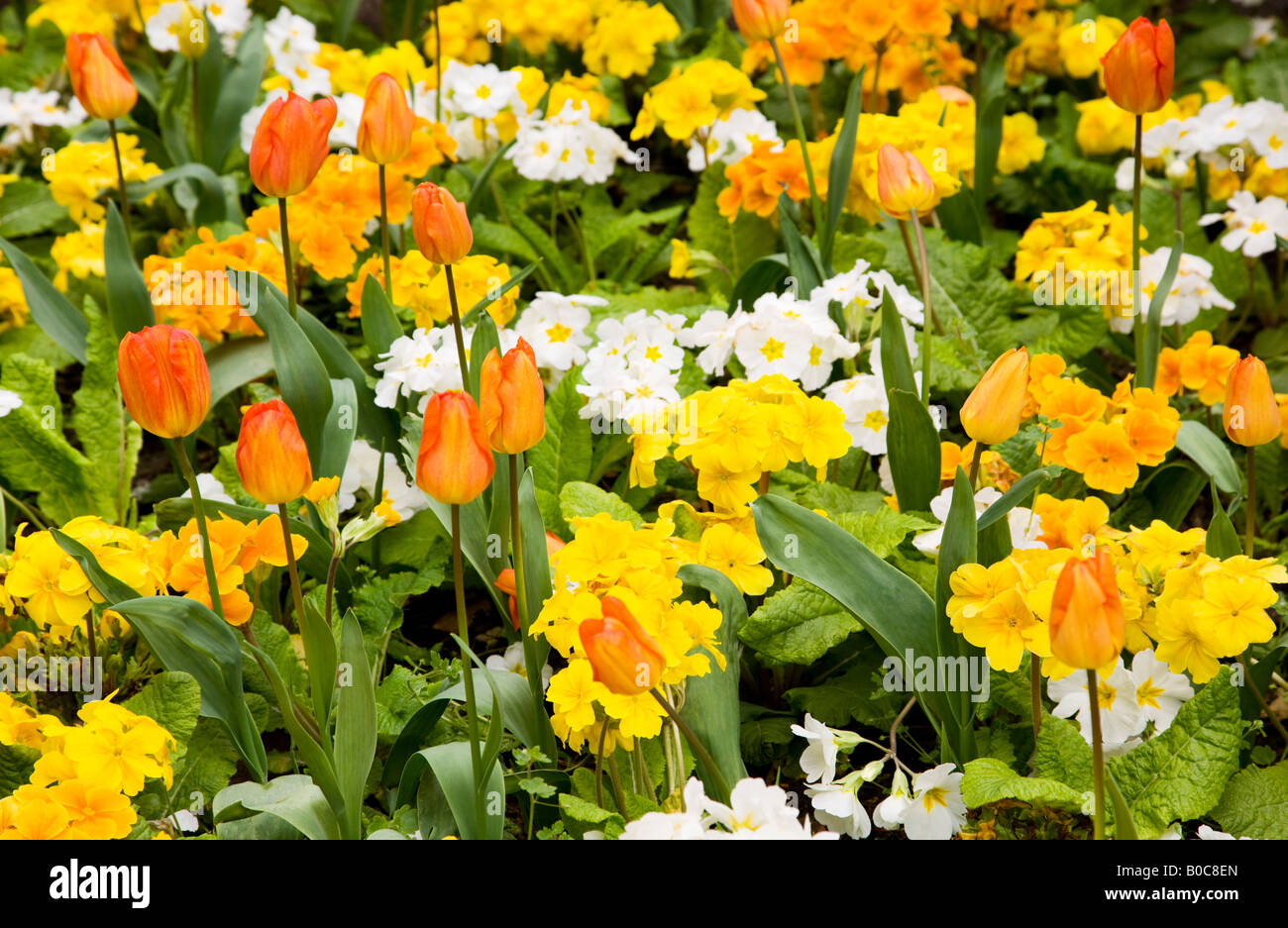Tulipani arancio e giallo, bianco e arancione o primulas primule in una molla mista confine. Foto Stock