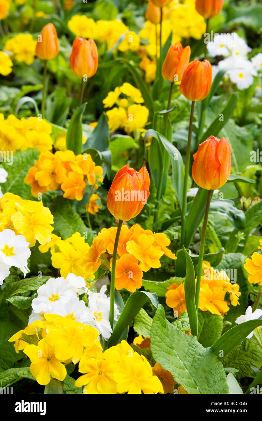 Tulipani arancio e giallo, bianco e arancione o primulas primule in una molla mista confine. Foto Stock