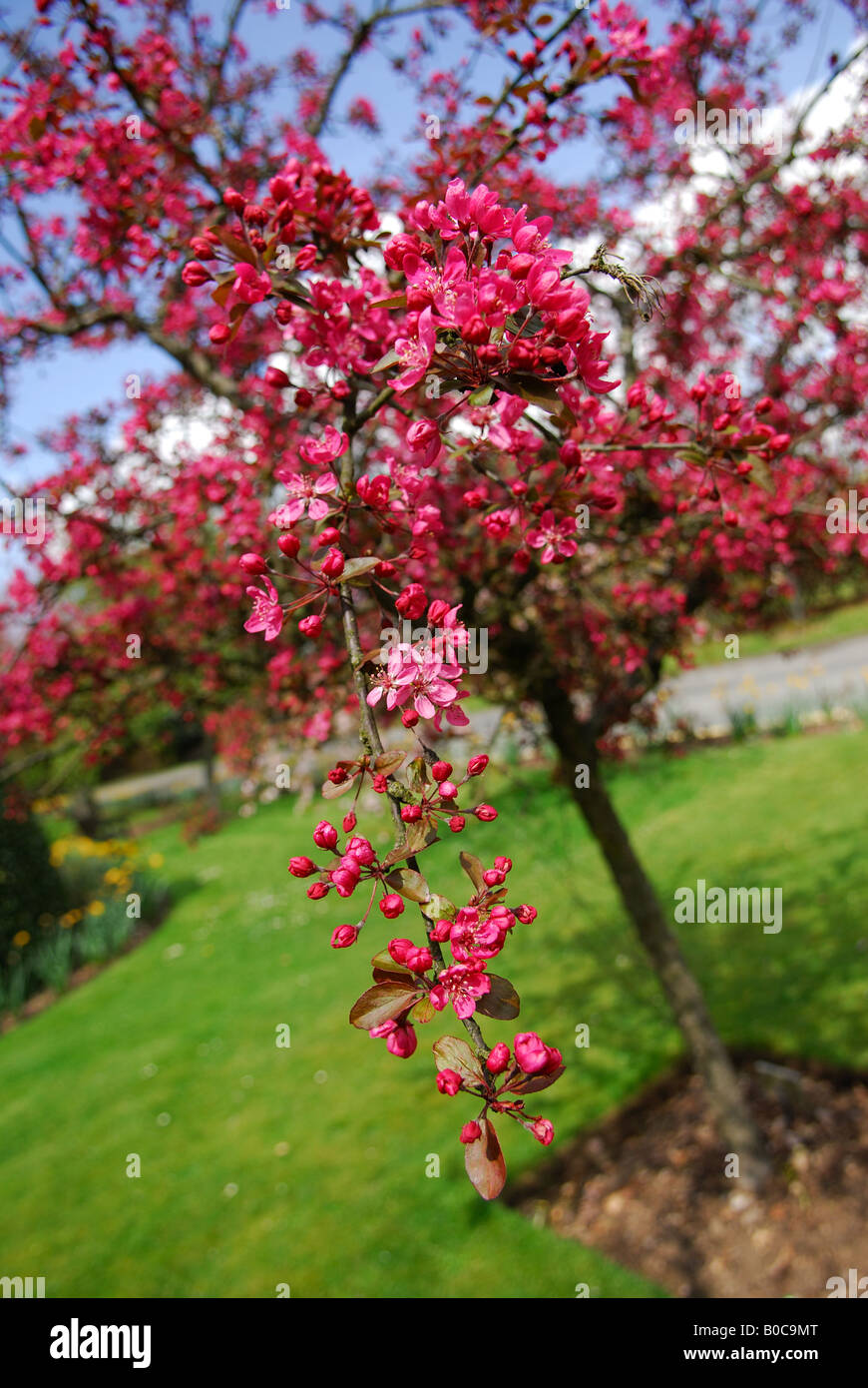 Red apple blossom fiori di primavera. Foto Stock