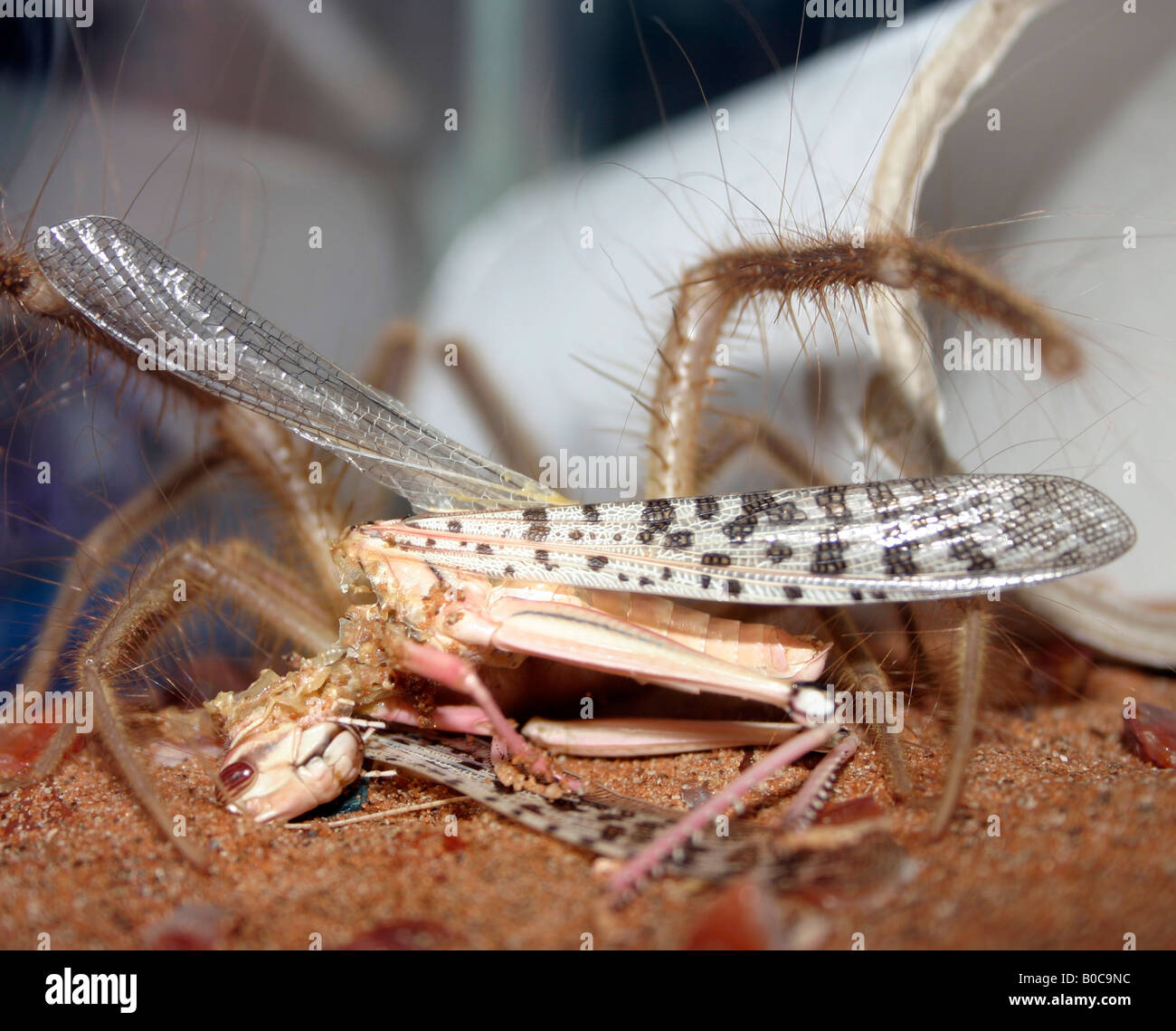Cammello Spider o Wind Scorpion nel deserto degli Emirati Arabi Uniti di Dubai Foto Stock