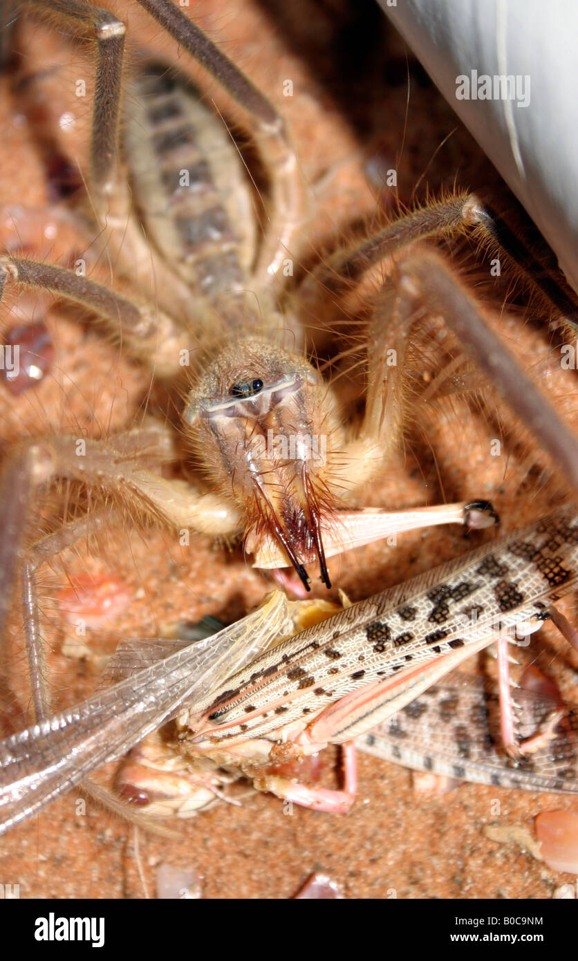 Cammello Spider o Wind Scorpion nel deserto degli Emirati Arabi Uniti di Dubai Foto Stock
