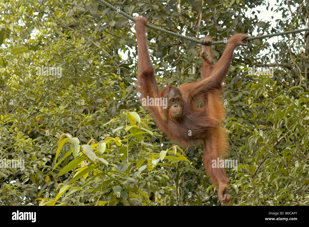 Filo alto atto da un OrangUtan Sarawak Foto Stock