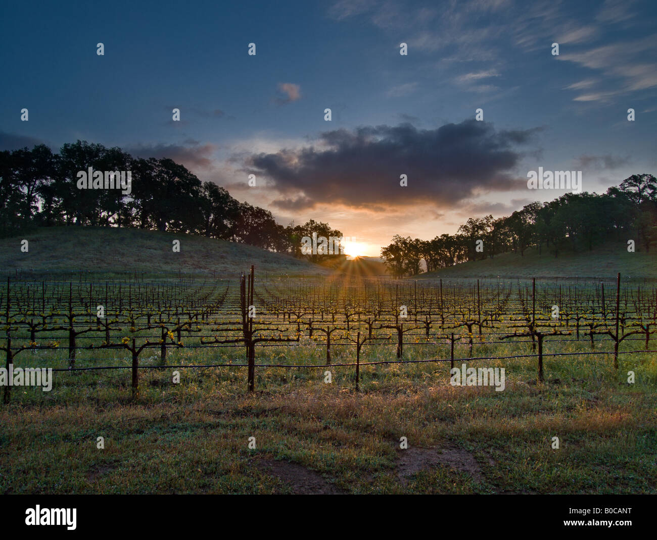 Sunrise nel Papa area della Valle di Napa County Foto Stock