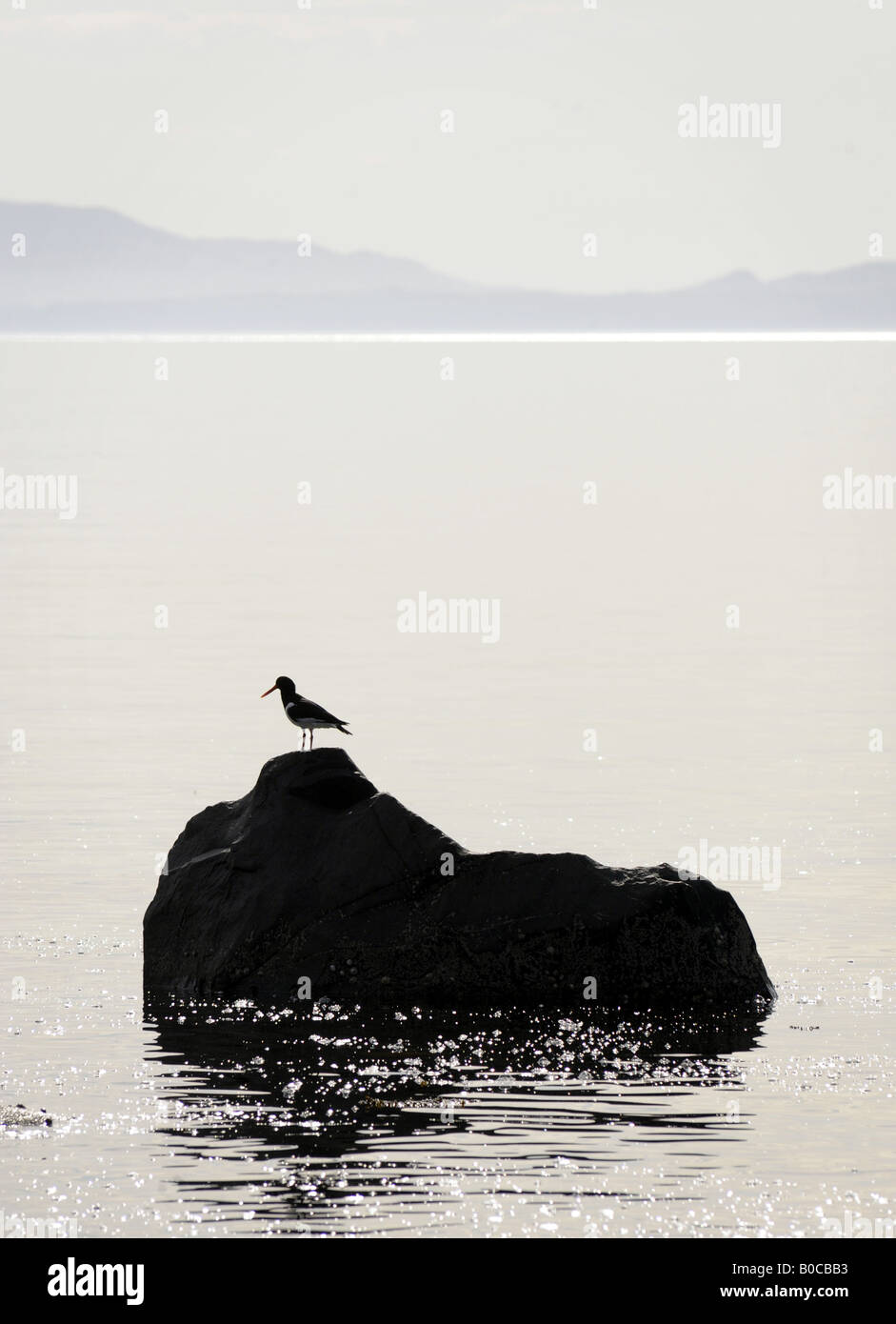 OYSTERCATCHER uccelli di mare in piedi su una roccia nelle zone costiere della Scozia. Foto Stock