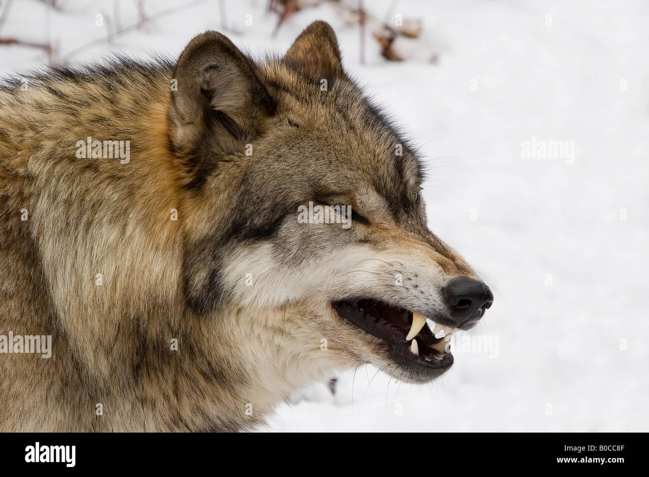 Legname Wolf Canis lupus lycaon ringhiando nella neve Foto Stock