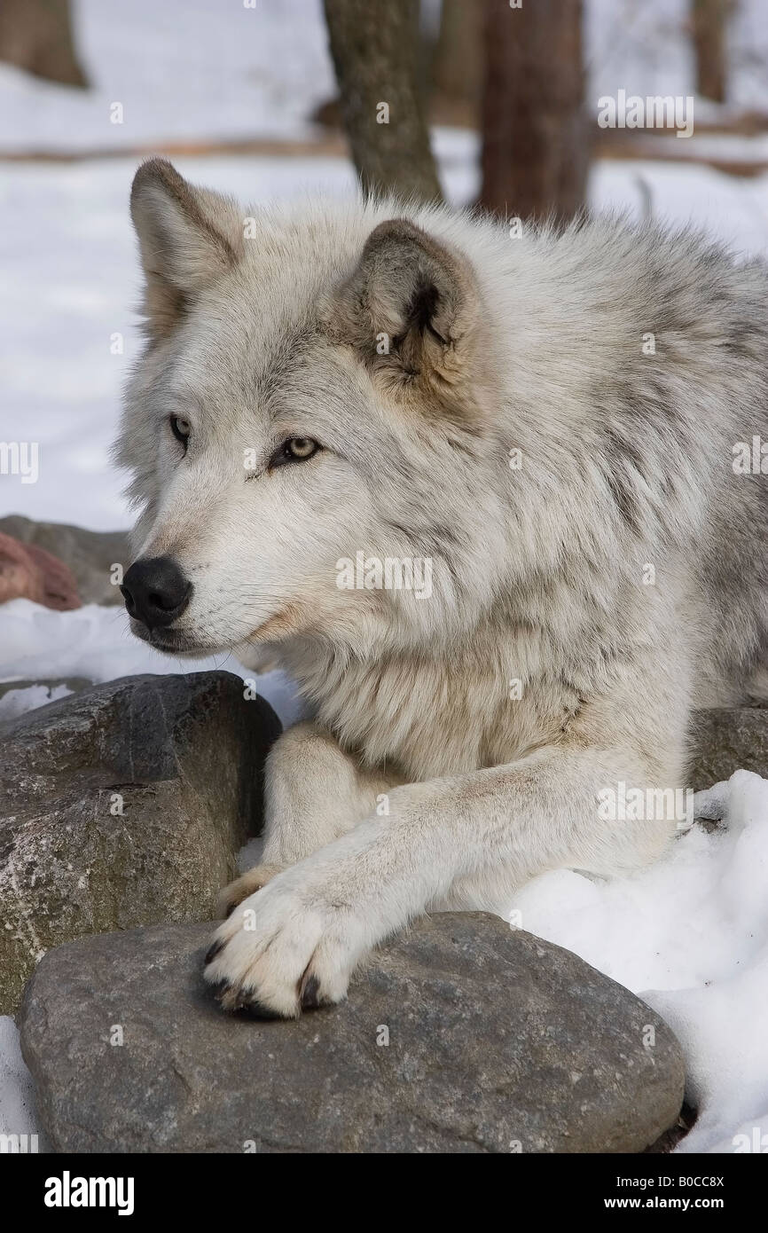 Legname Wolf Canis lupus lycaon giacente nella neve Foto Stock