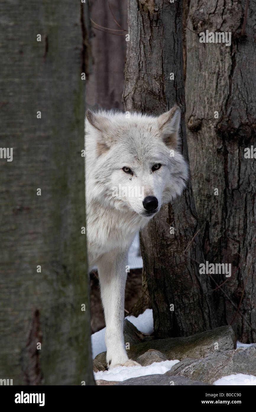 Legname Wolf Canis lupus lycaon guardando intorno agli alberi Foto Stock