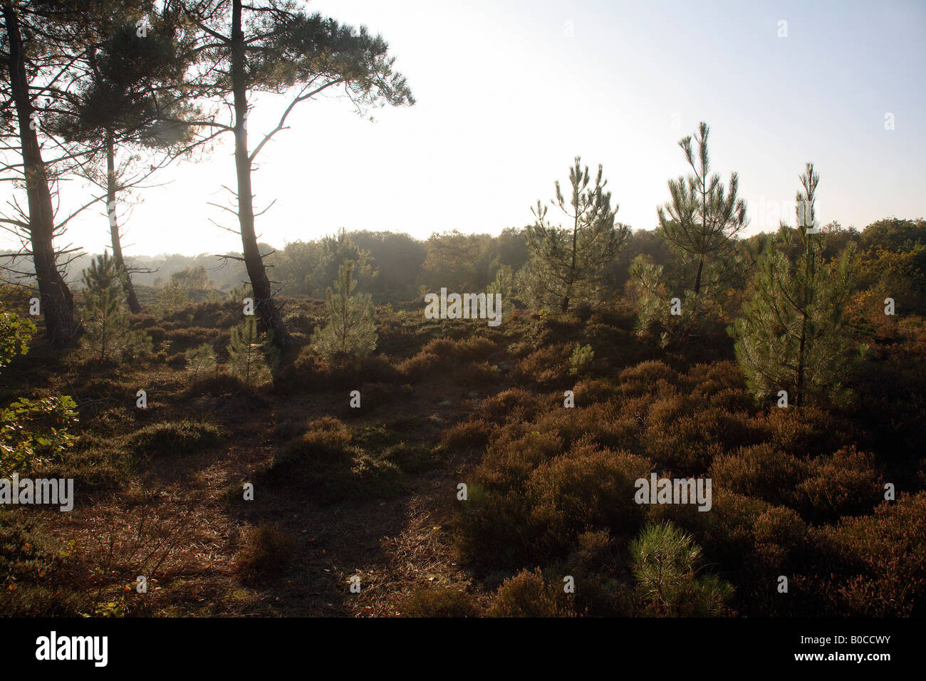 Duenenreservat riserva naturale, Bergen aan Zee, Paesi Bassi Foto Stock