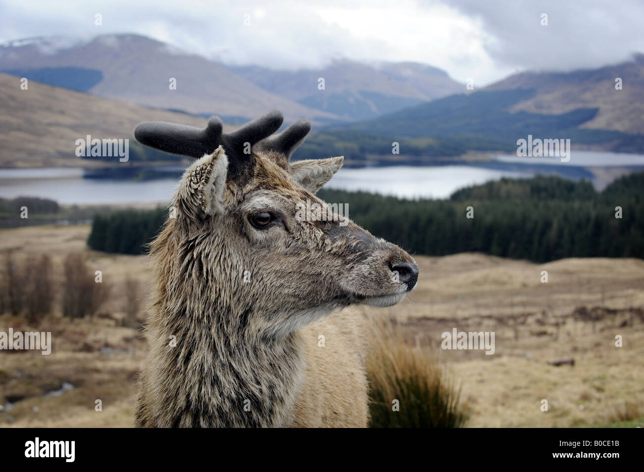 Un scozzese cervo nativo nelle Highlands della Scozia,UK. Foto Stock