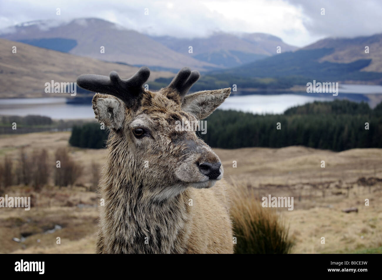 Un nativo di cervi scozzese raffigurato nelle Highlands della Scozia,UK. Foto Stock