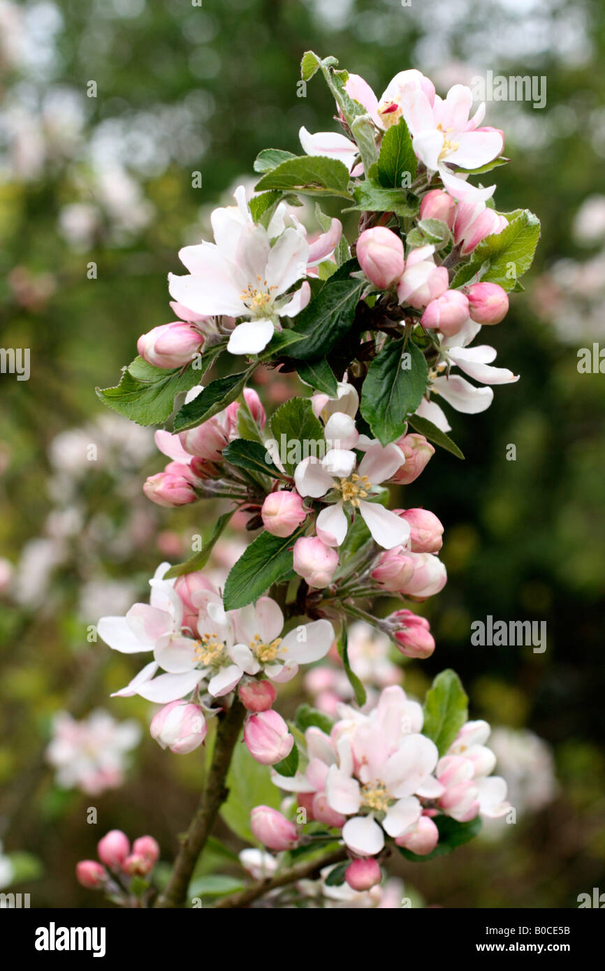 MALUS DOMESTICA KATJA SINONIMO KATY BLOSSOM all inizio di maggio Foto Stock