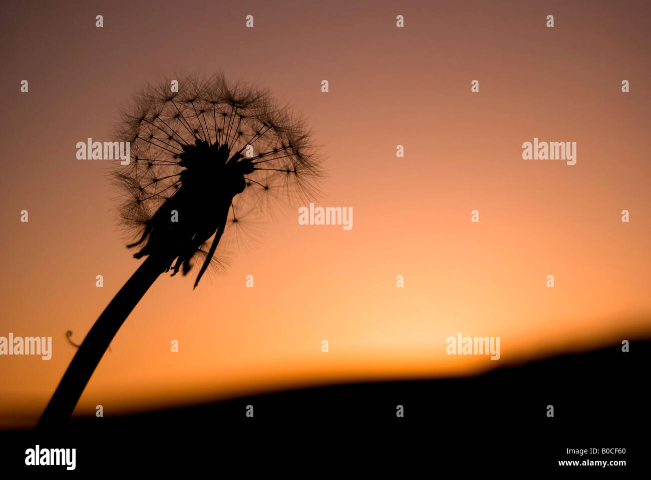 Silhouette di tarassaco contro un bel tramonto Foto Stock