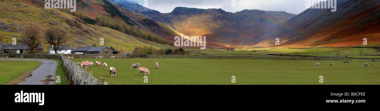 Pecore Herdwick grande Langdale ovini in The Langdale Valley Cumbria Lake District inglese Foto Stock