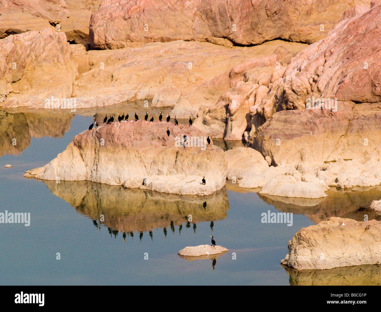 Cormorani sulla spiaggia rocciosa riflessa nell'acqua nel fiume di Ken in Ken Gharial santuario riserva naturale Khajuraho Madhya Pradesh India Foto Stock