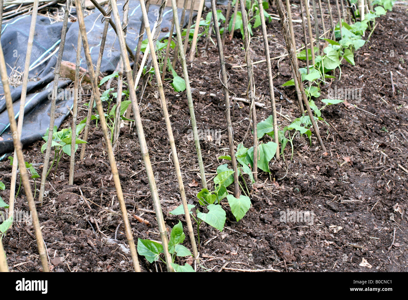 RUNNER i fagioli piantati all inizio di maggio da piante coltivate in singoli 7CM POTS Foto Stock
