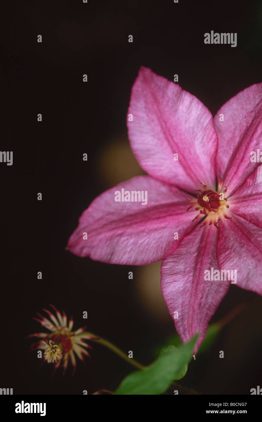 Rosa clematis flower vergini bower Foto Stock