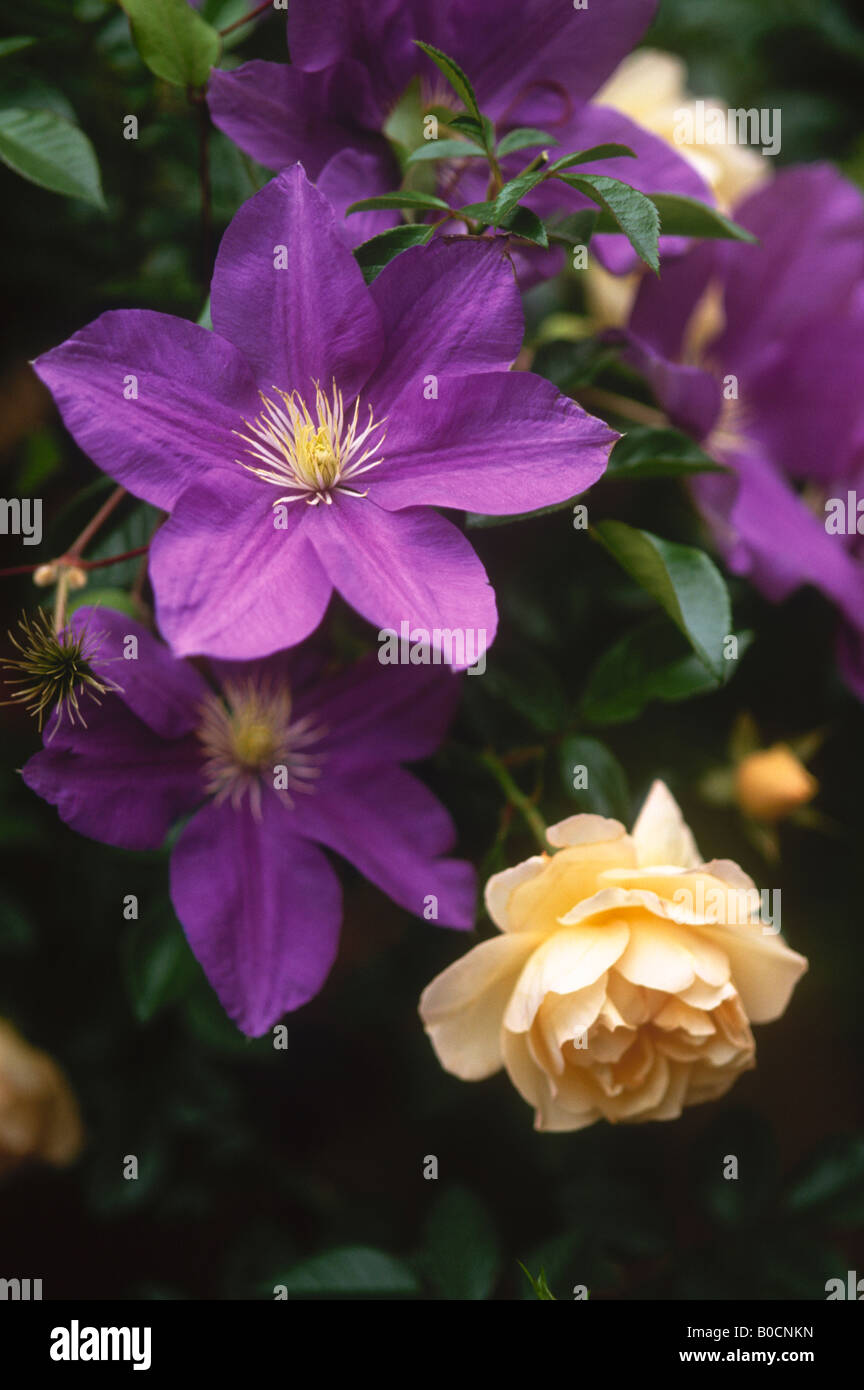 Viola la clematide fiori con rose Foto Stock