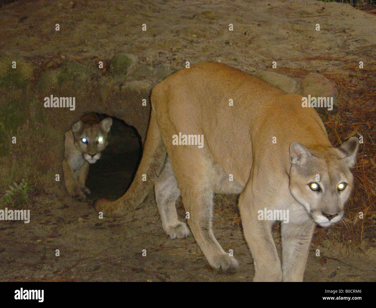 Florida Panthers Foto Stock