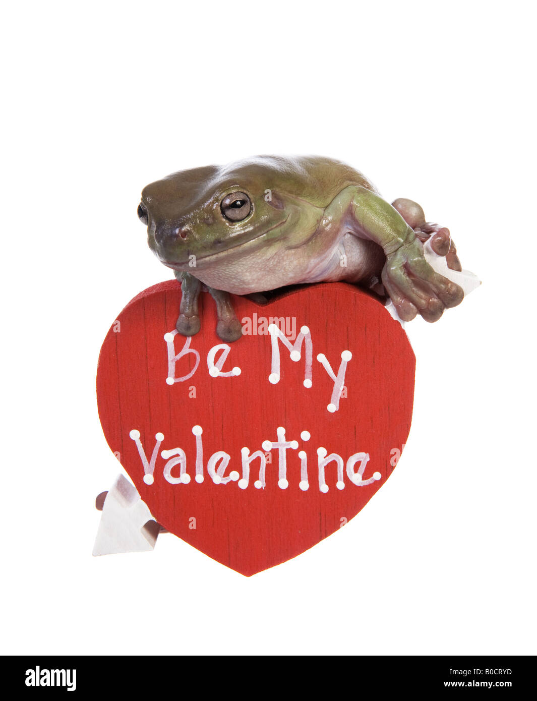 Losca raganella su Valentino Rossi cuore che afferma essere il mio Valentine isolati su sfondo bianco Foto Stock