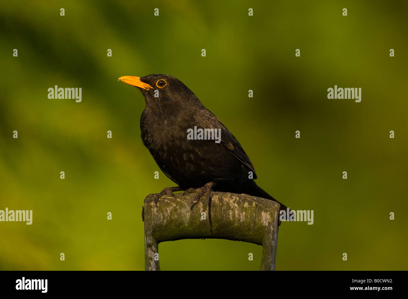 Merlo maschio sul capocorda (Turdus merula) nel Regno Unito Foto Stock