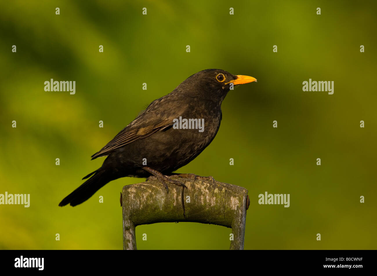 Merlo maschio sul capocorda (Turdus merula) nel Regno Unito Foto Stock