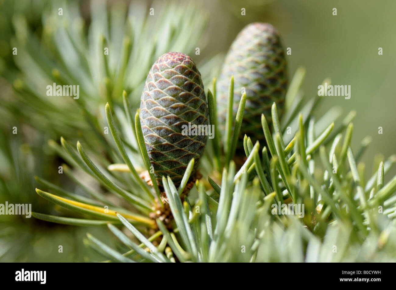 Giovani pigne sul ramo del cedro atlas Foto Stock