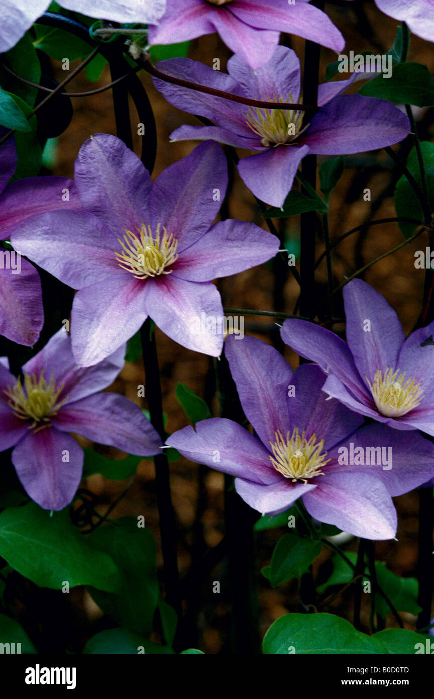 Viola la clematide fiore fiori klematis Foto Stock