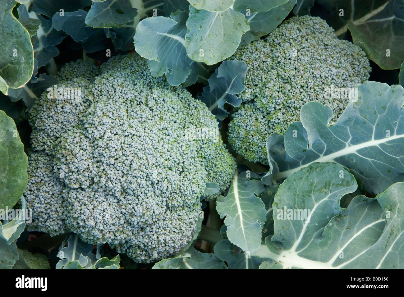 Corone di broccoli crescente sulla pianta. Foto Stock